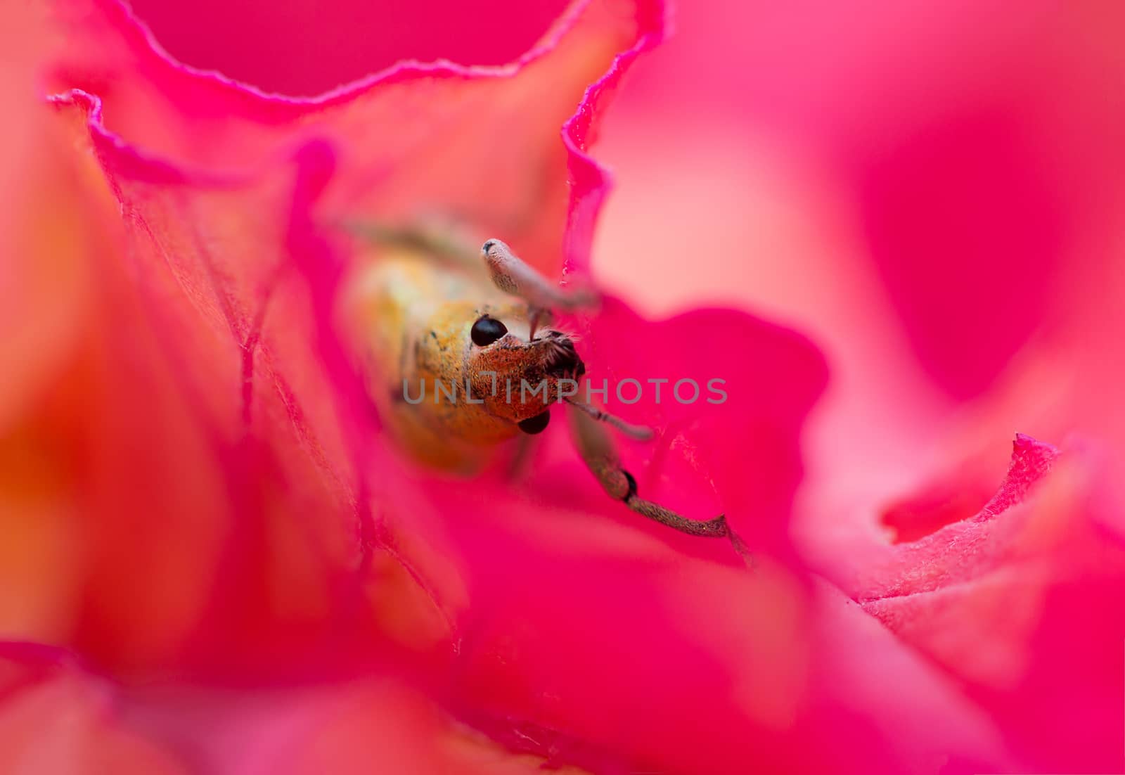 Bug in Pink flower