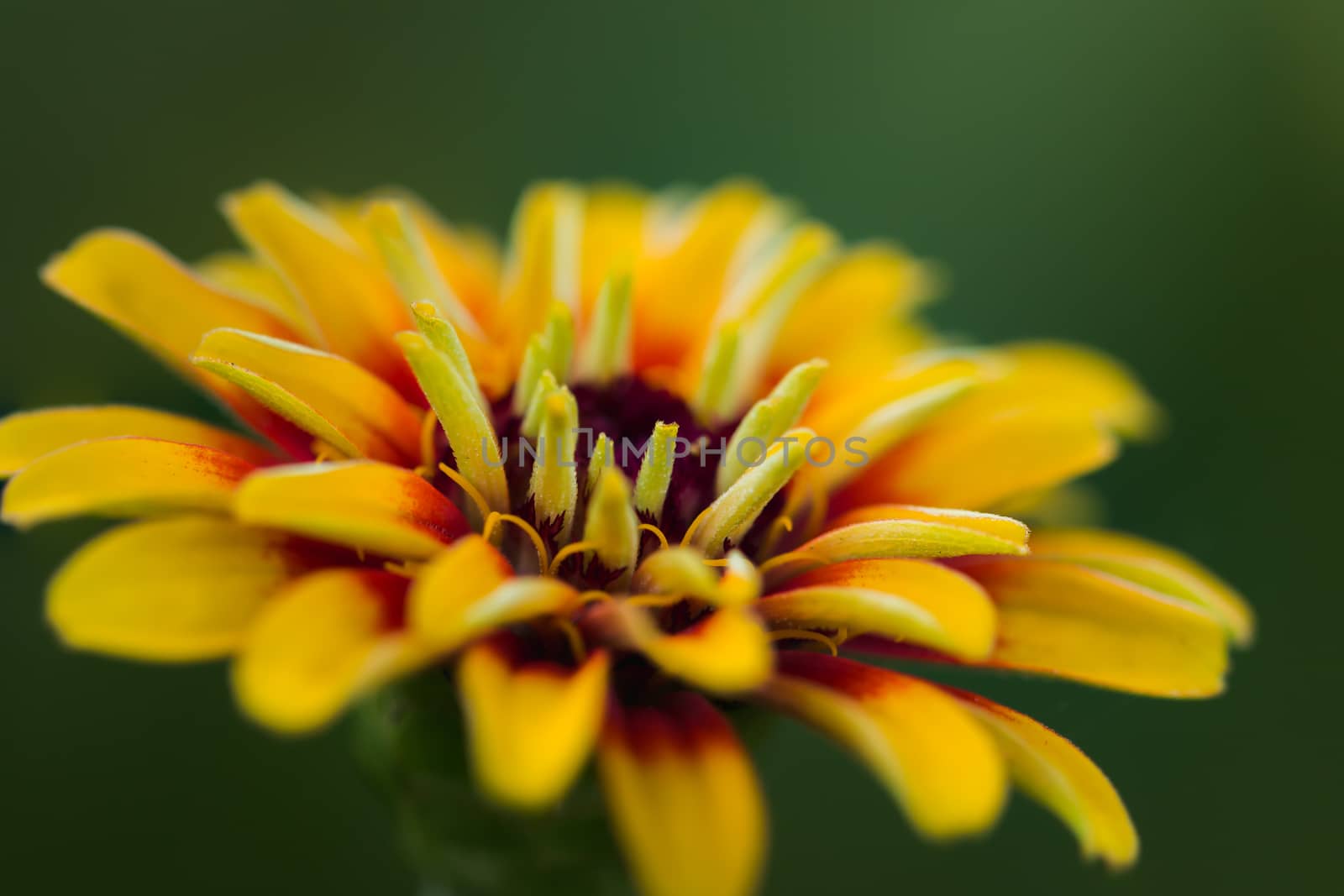beautiful yellow flower " zinnia" closeup, macro