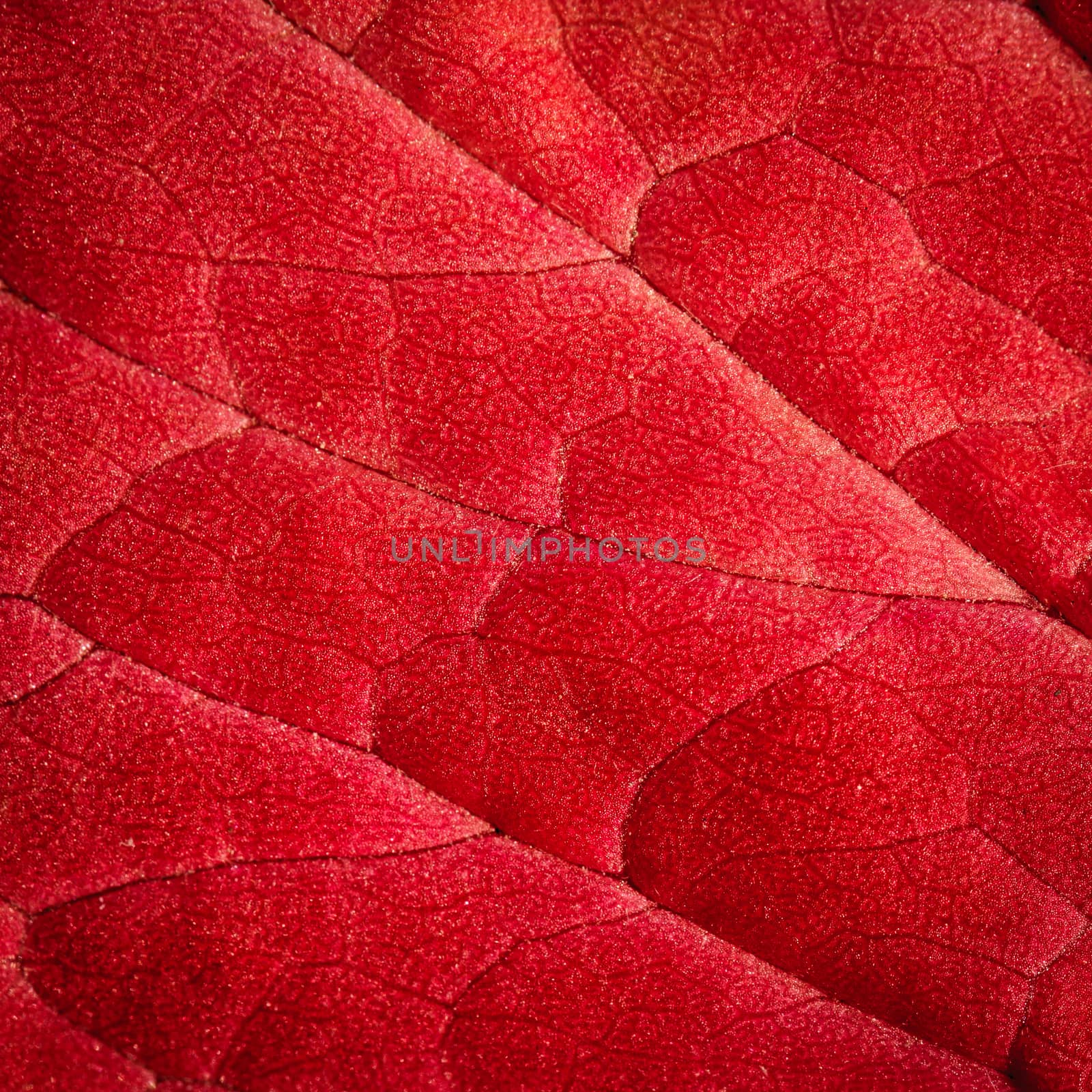 red leaves background, textures