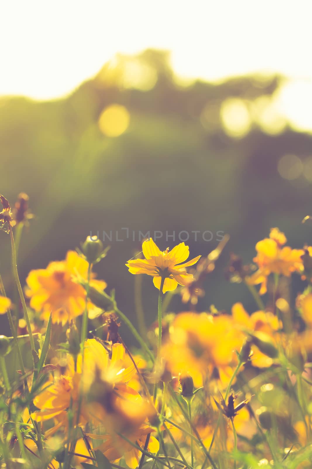 beautiful yellow flower at sunrise, vintage