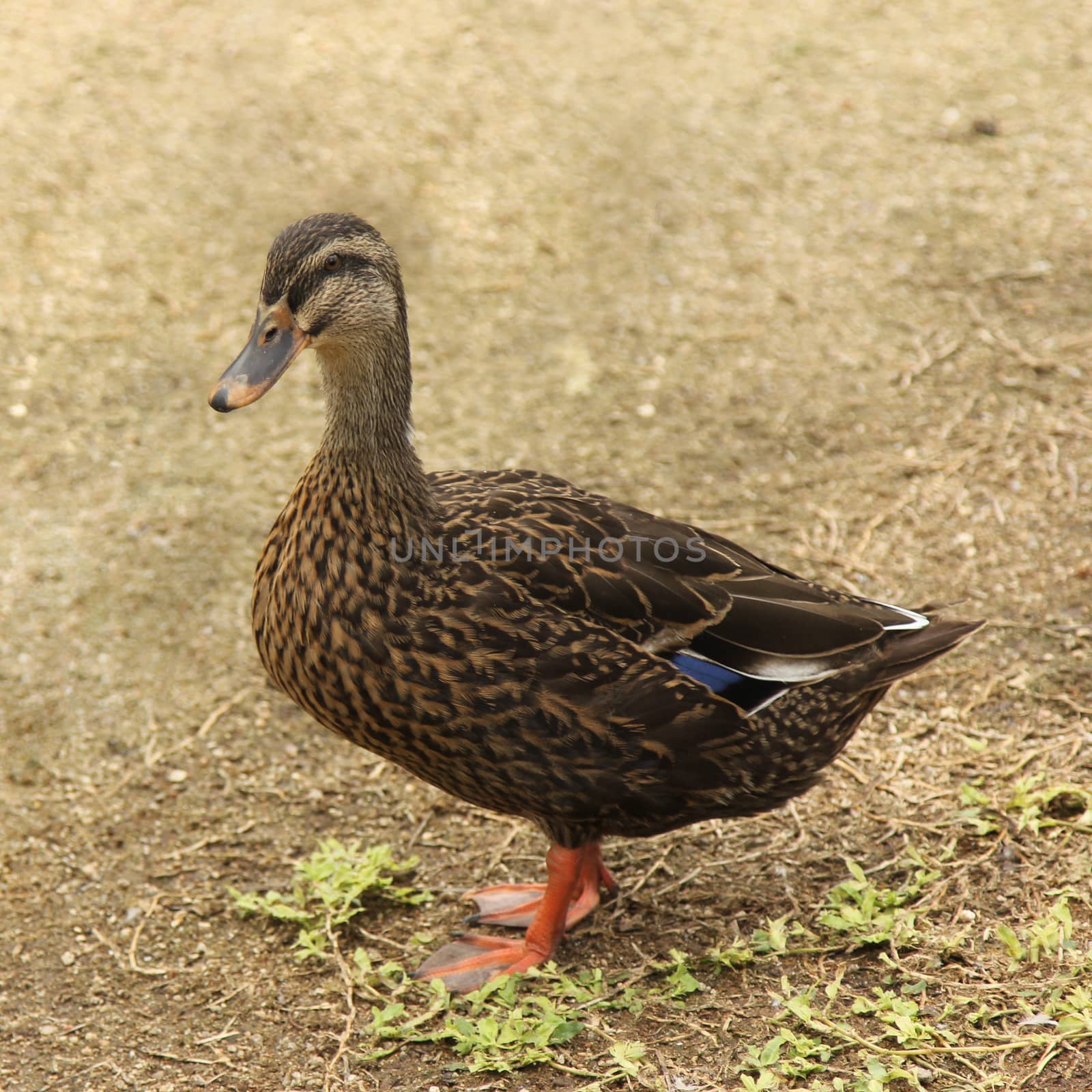 Closeup of duck (Anatidae) is a dabbling duck
