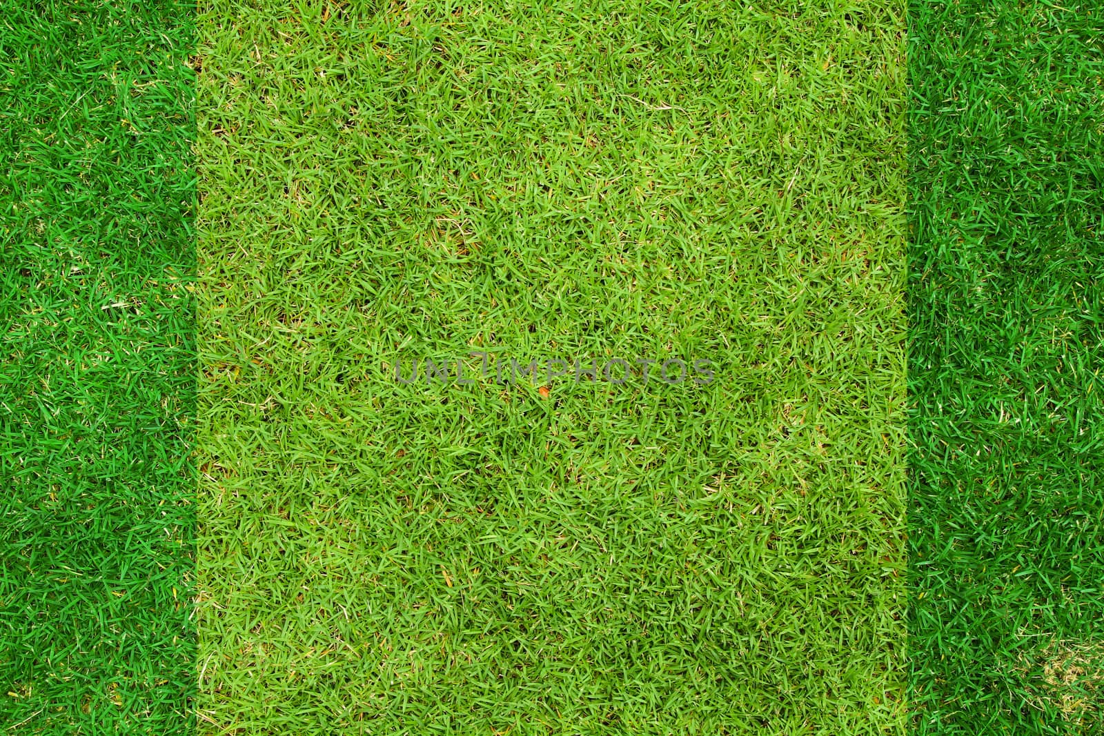 Fresh green grass top view with for background