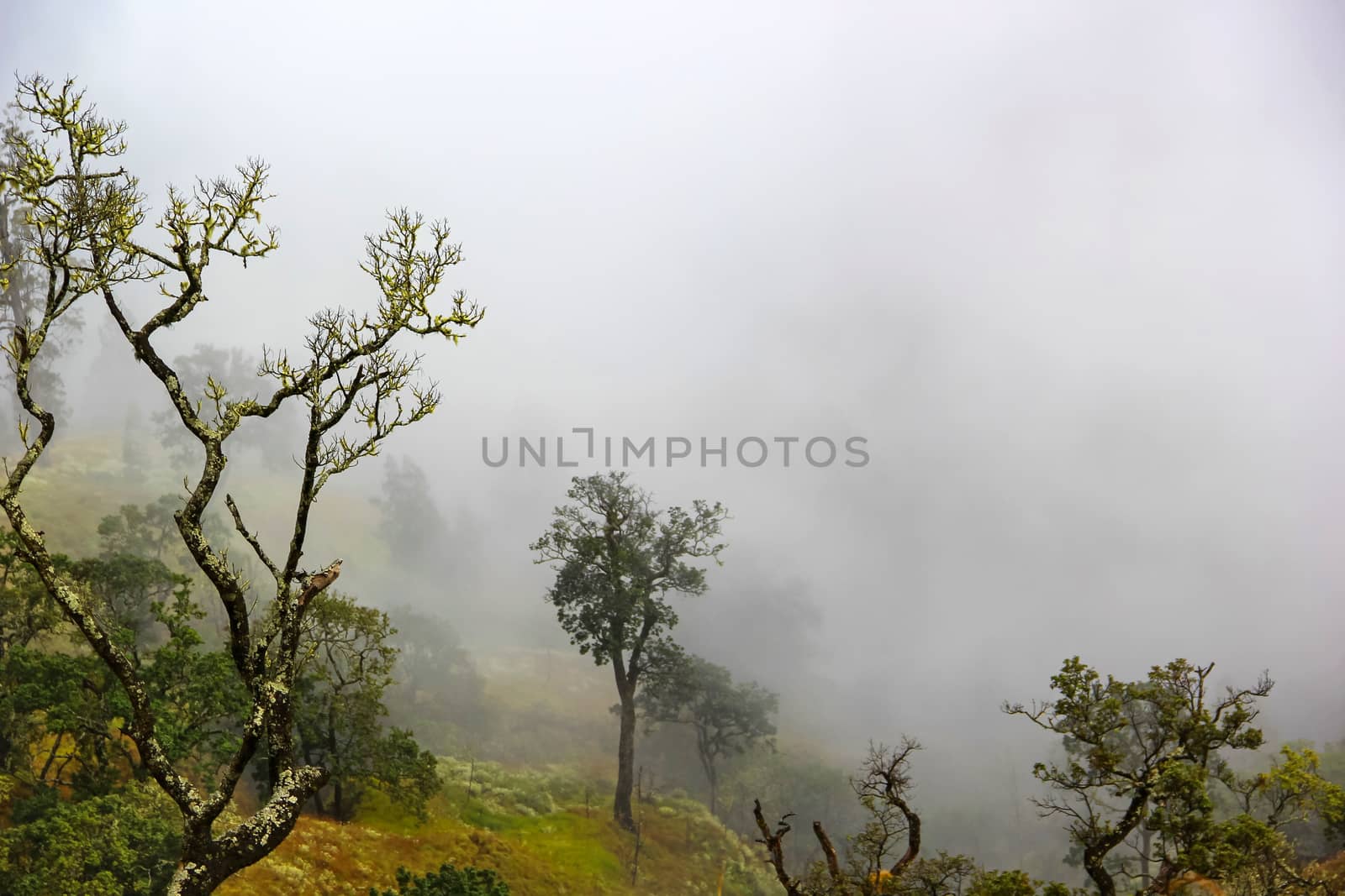 Landscape full of fog and tree by liewluck