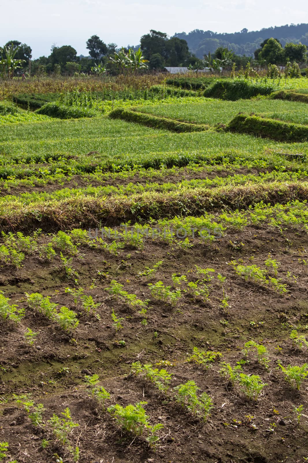 Harvest fresh organic carrots on the ground