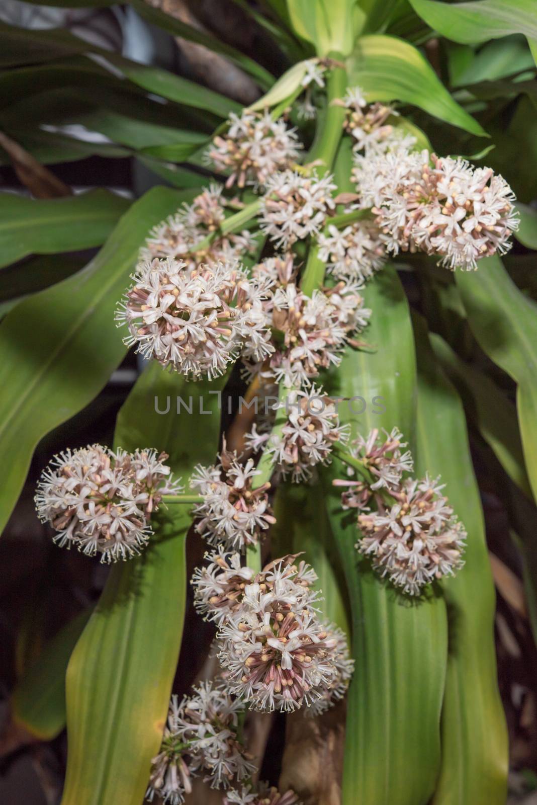 Flowers of Dracaena fragrans are blossom