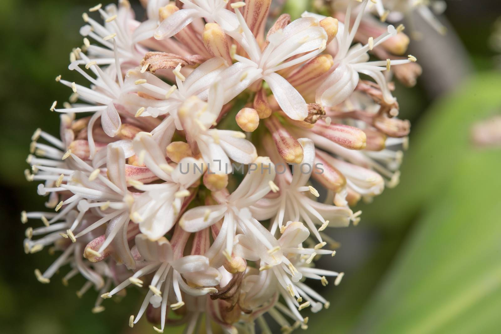 Close up flowers of Dracaena fragrans are blossom