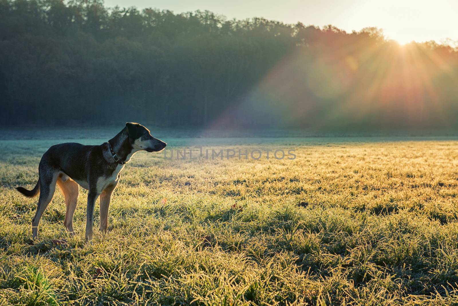 Dog and winter sun by jordygraph