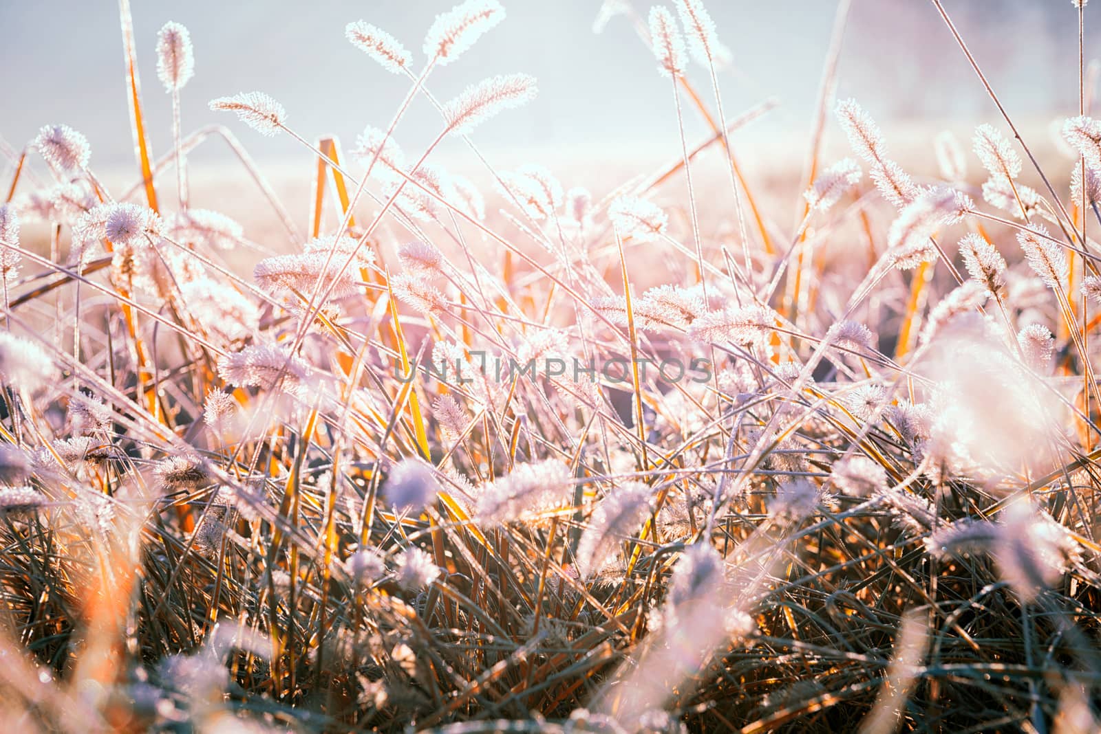 Frozen gramineae by jordygraph