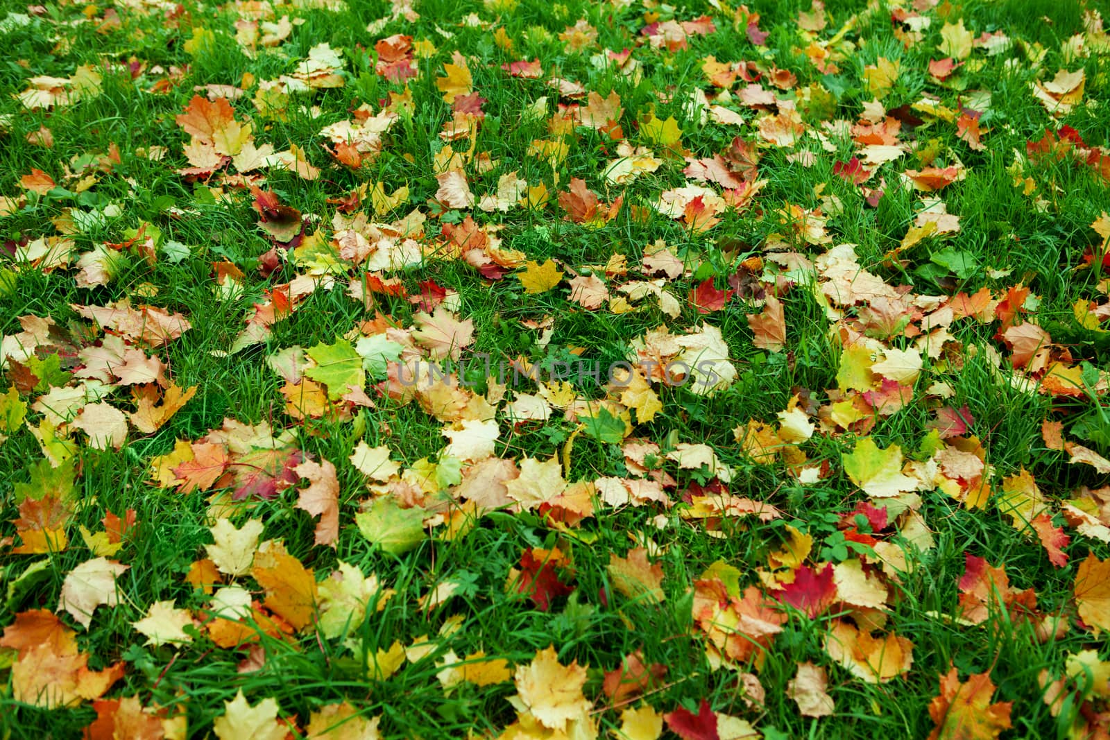 Close up view of autumn field covered with yellow foliage