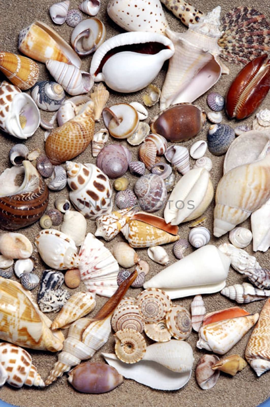 Shells gathered from beaches around the globe and attractively displayed.