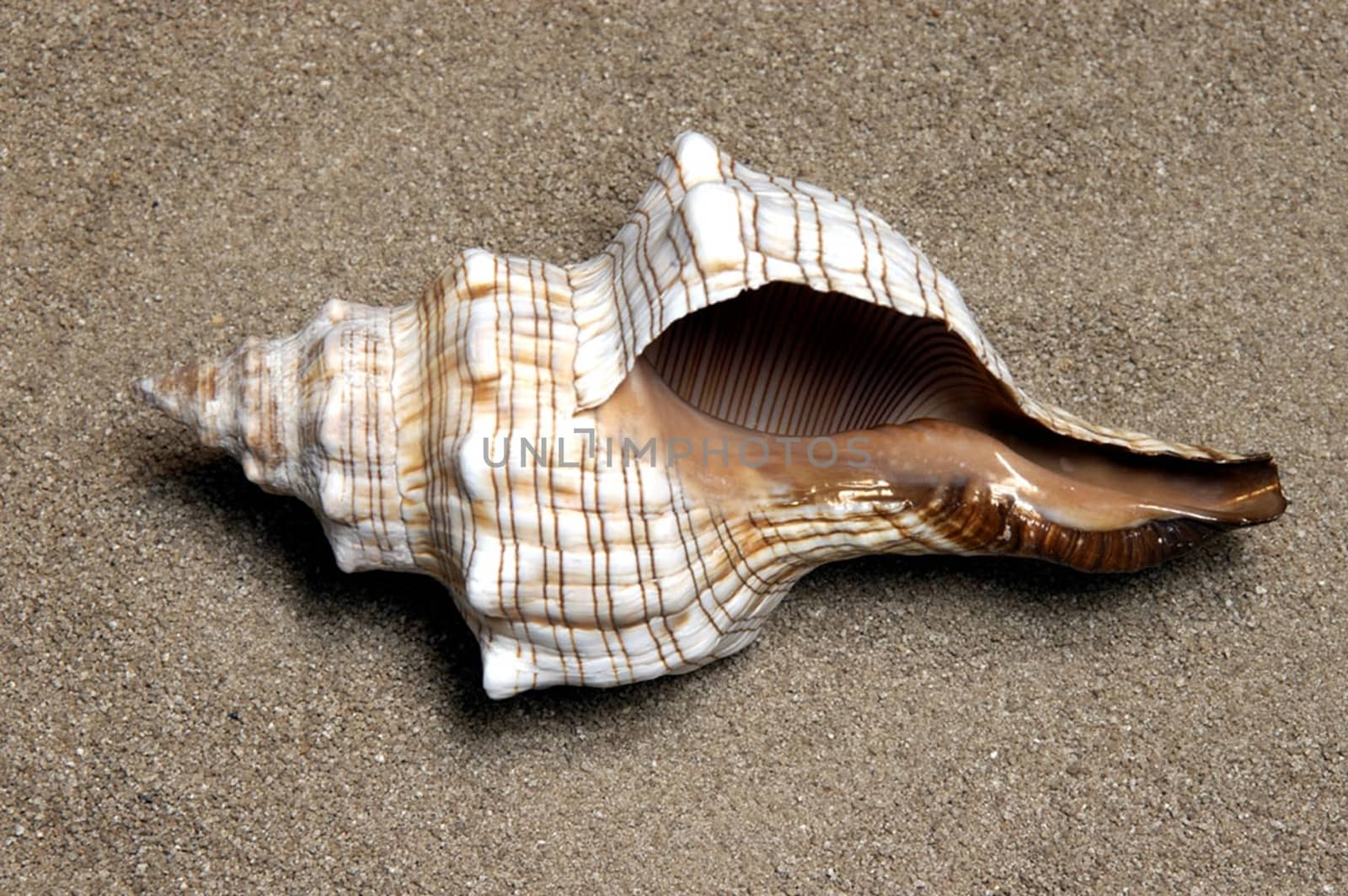 Shells gathered from beaches around the globe and attractively displayed.