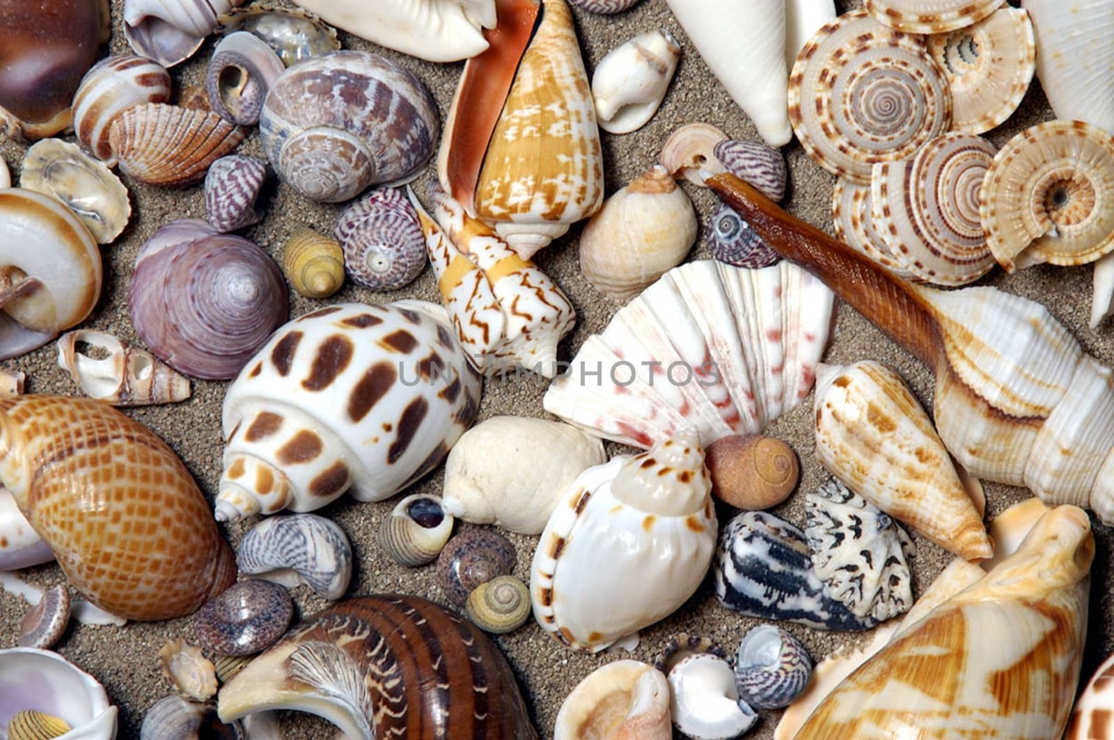 Sea shells. by george_stevenson