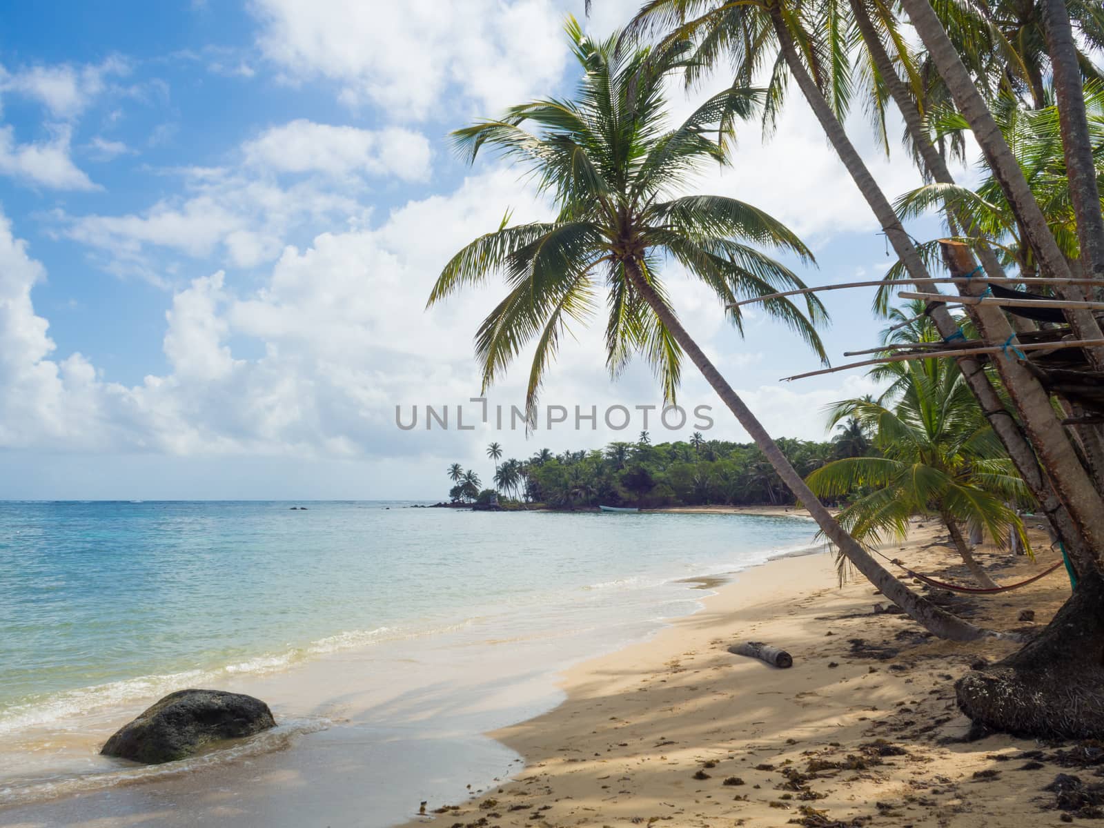 Tropica beach with cocononuts palm on a caribbean island