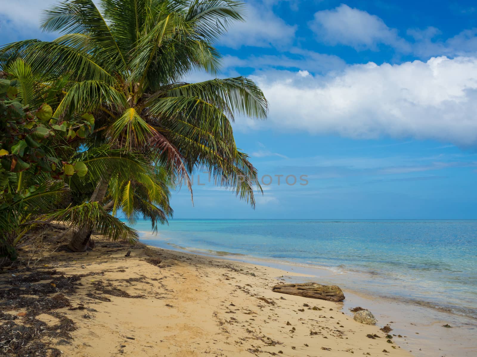 Tropica beach with cocononuts palm on a caribbean island