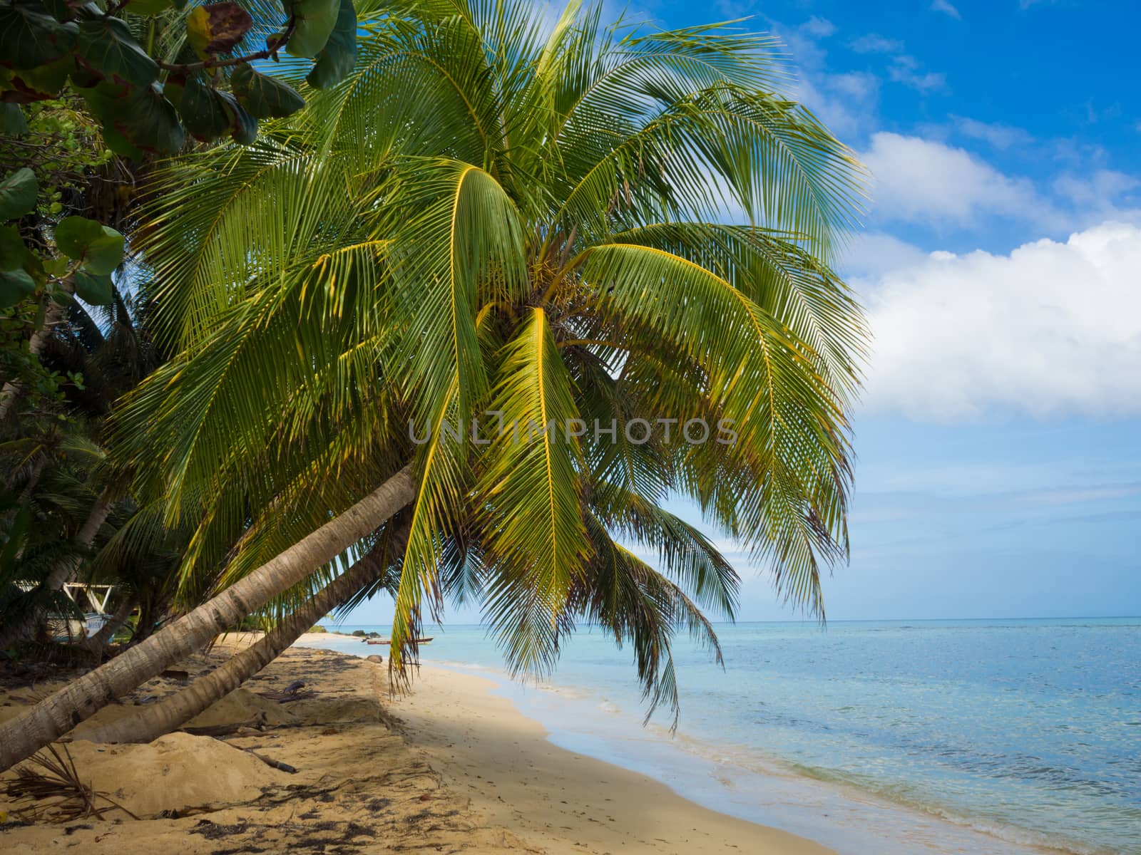 Tropica beach with cocononuts palm on a caribbean island