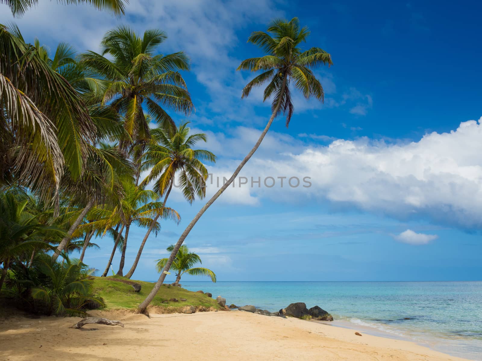 Tropica beach with cocononuts palm on a caribbean island