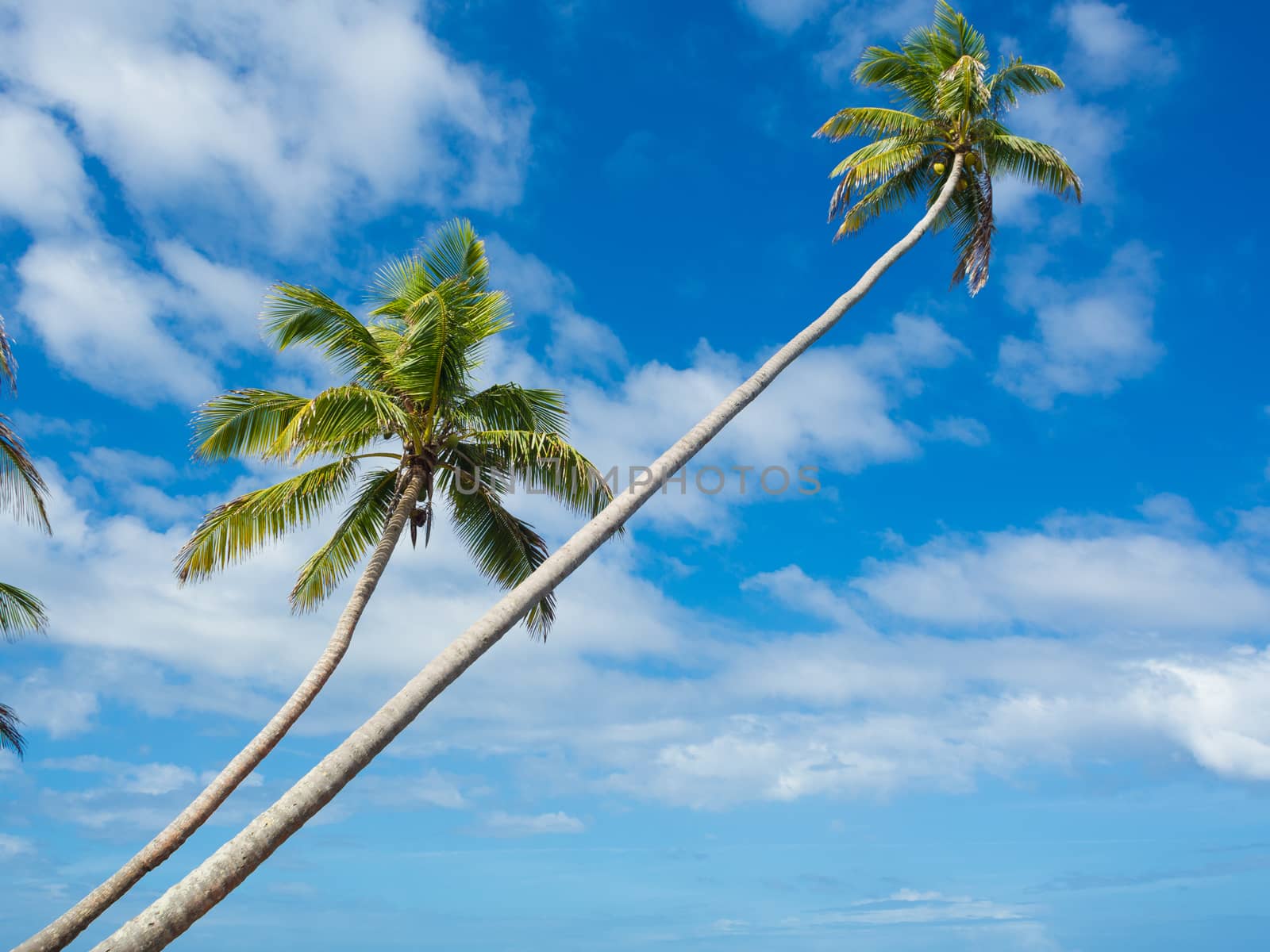 Tropica beach with cocononuts palm on a caribbean island