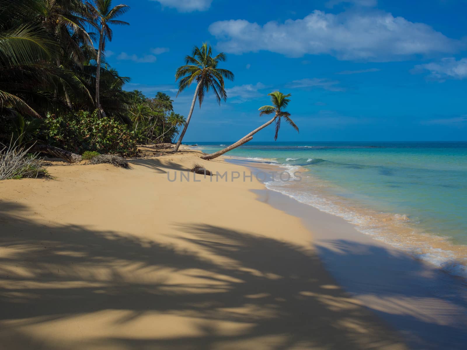 Tropica beach with cocononuts palm on a caribbean island