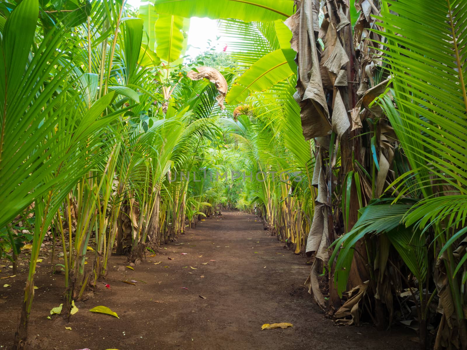 green walkpath by crampinini