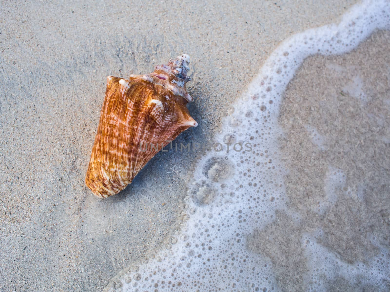 Seashell on a white beach with water wave