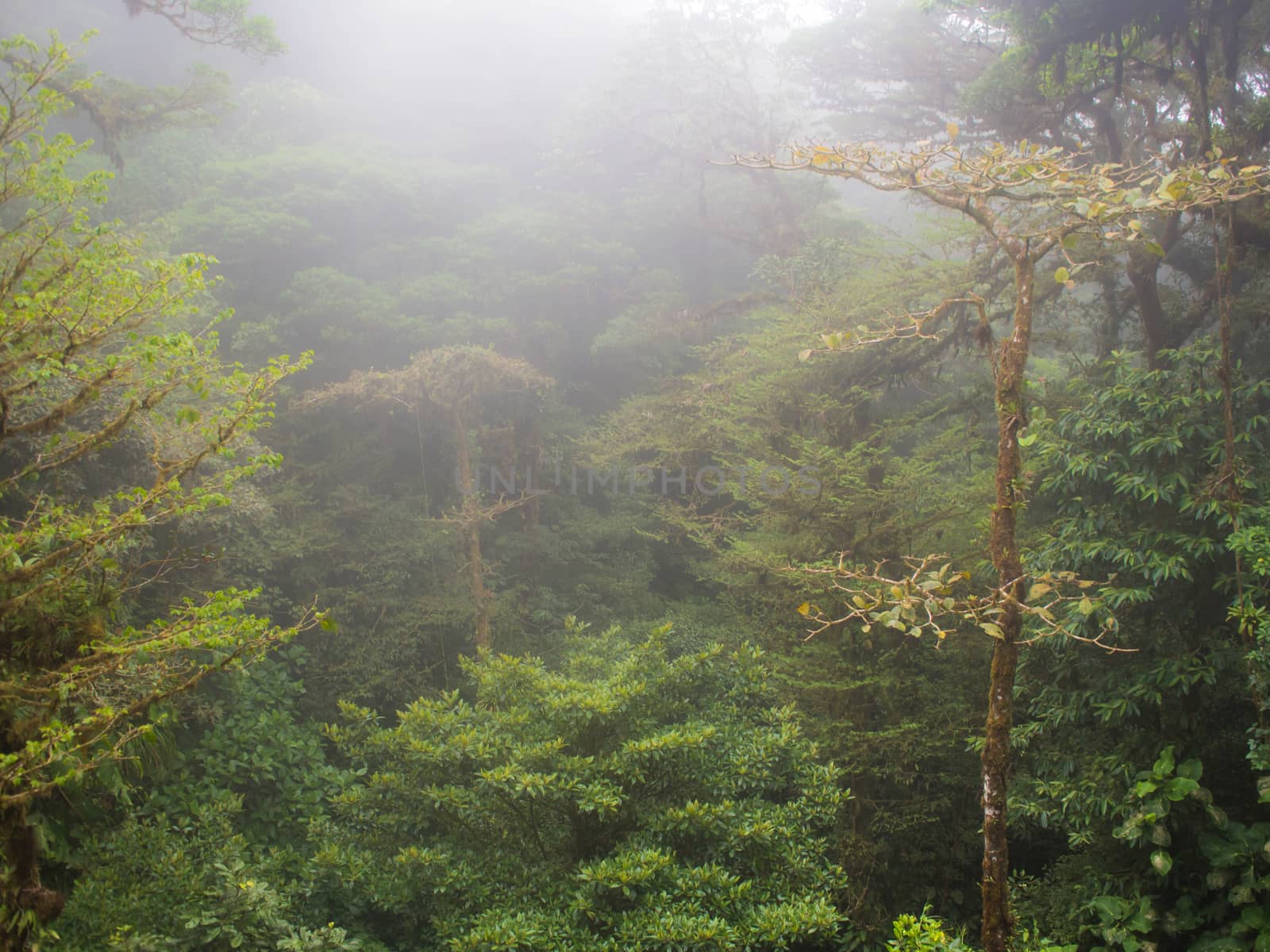 Raining forest and trees with fog in central america