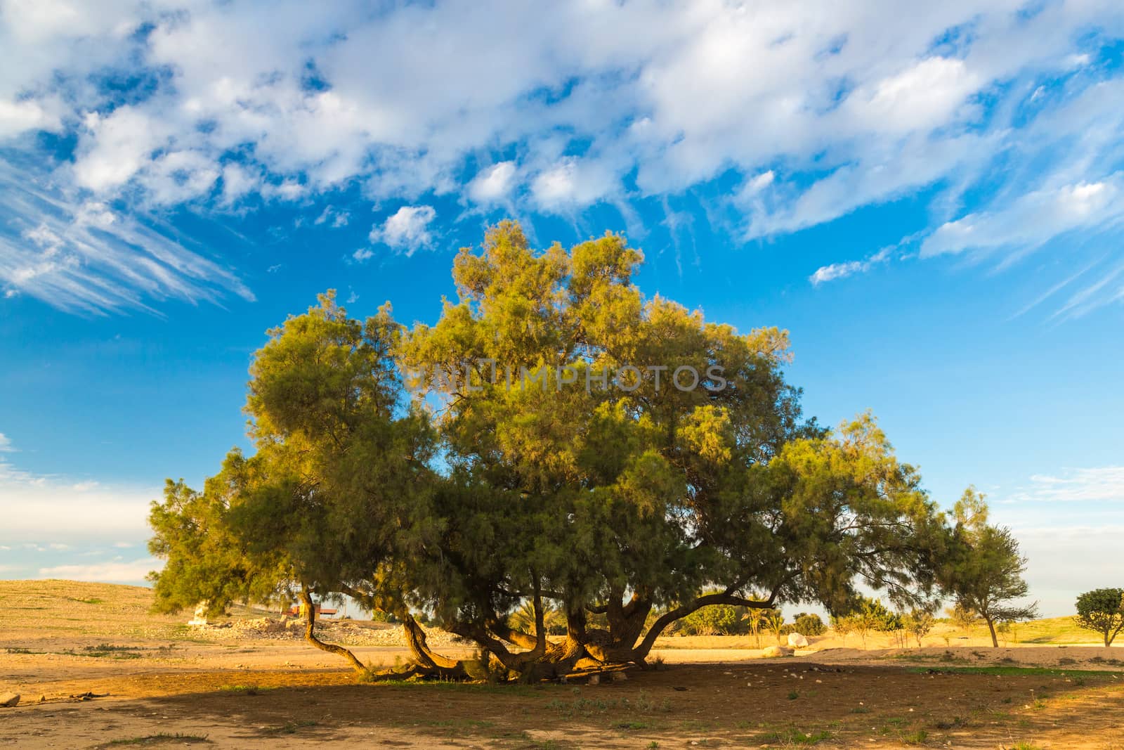tree against the blue sky spring day