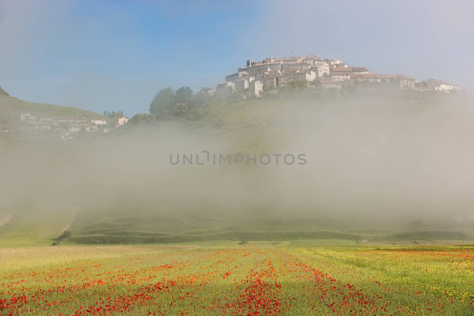Castelluccio with poppy fields in morning Fog, Umbria, Italy by fisfra