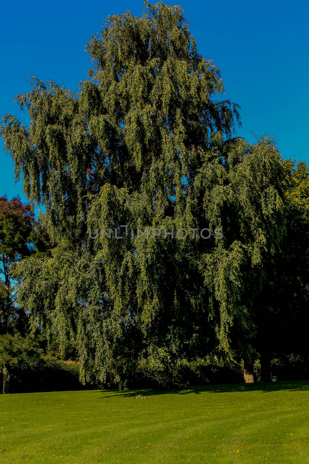 English tree at the end of summer.