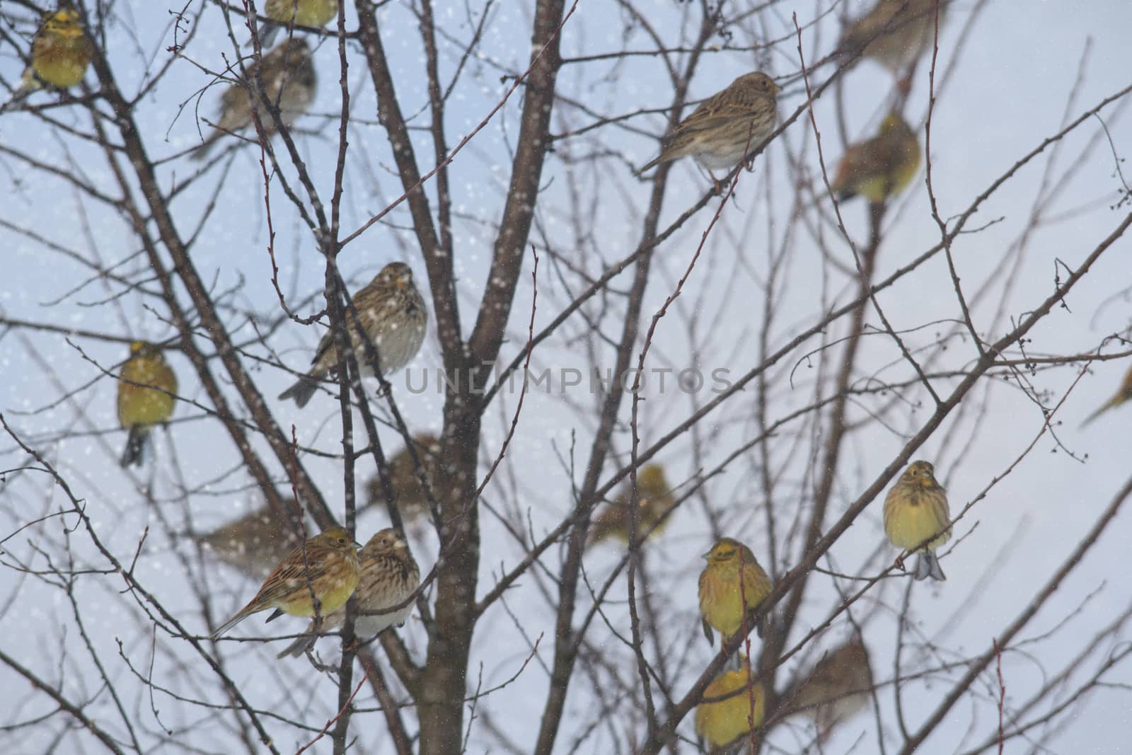 wild bird in natural habitat, nature series