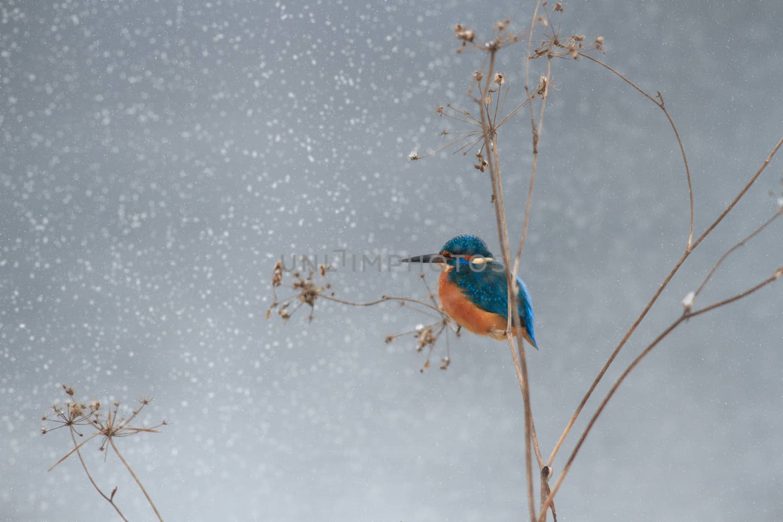 wild bird in natural habitat, nature series