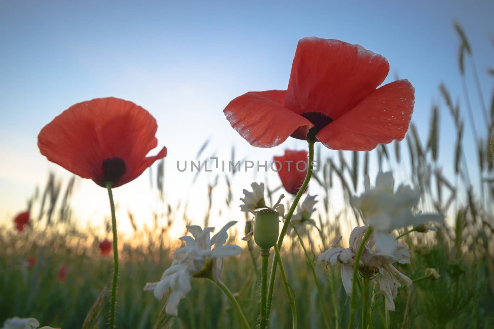 flowers as a colorful background, macro photo, nature series