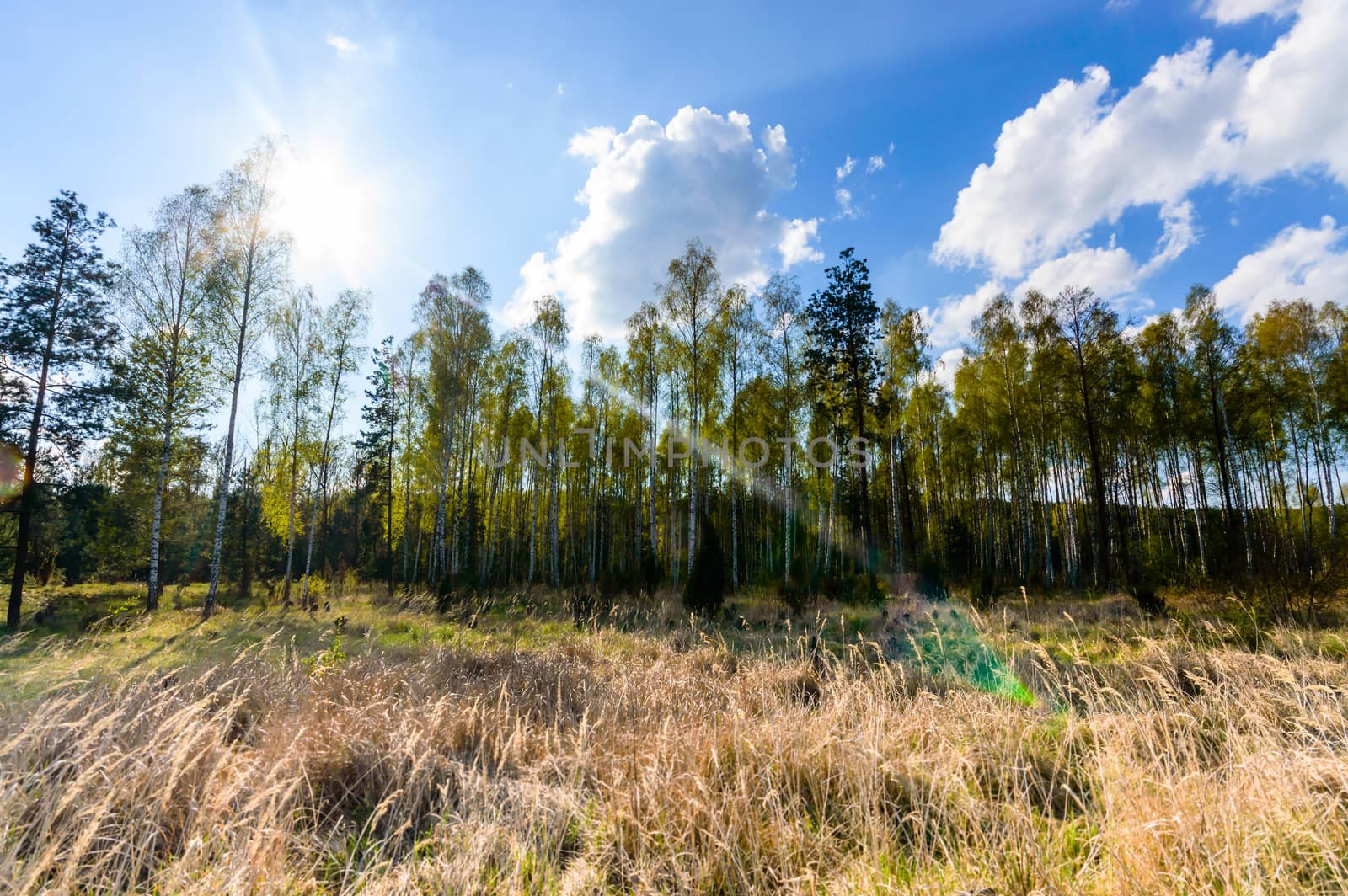 sunlight in the green forest, nature series