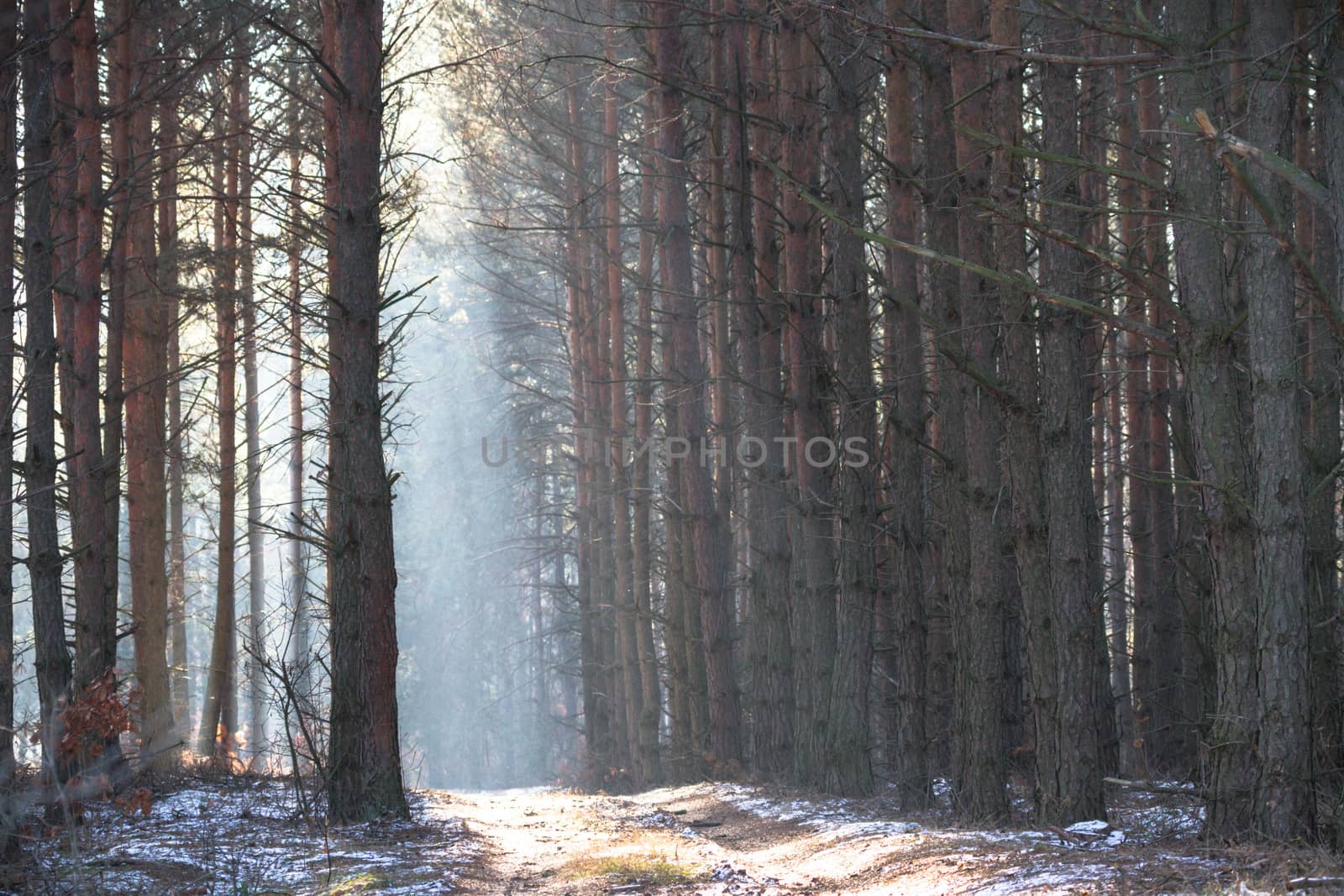 sunlight in the green forest, nature series
