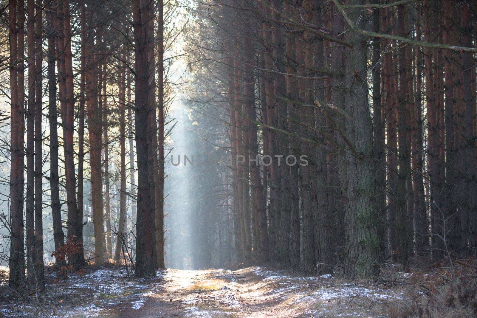 sunlight in the green forest, nature series