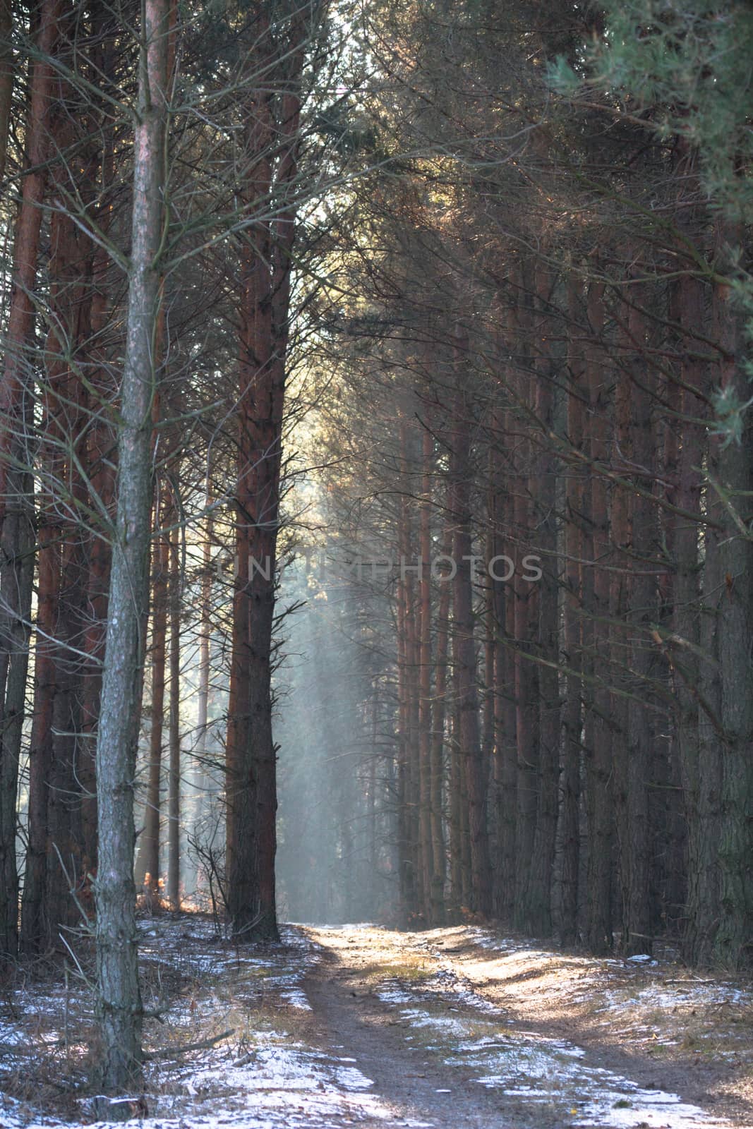 sunlight in the green forest, nature series