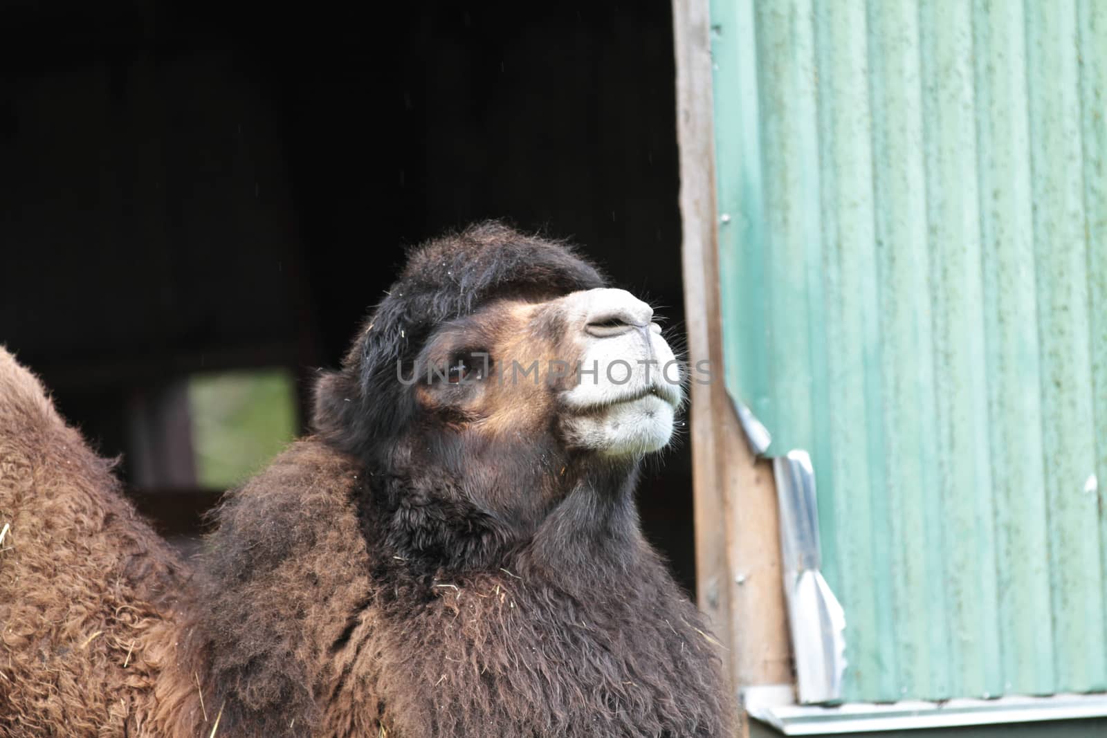 Zoo animals in a small zoological park in denmark