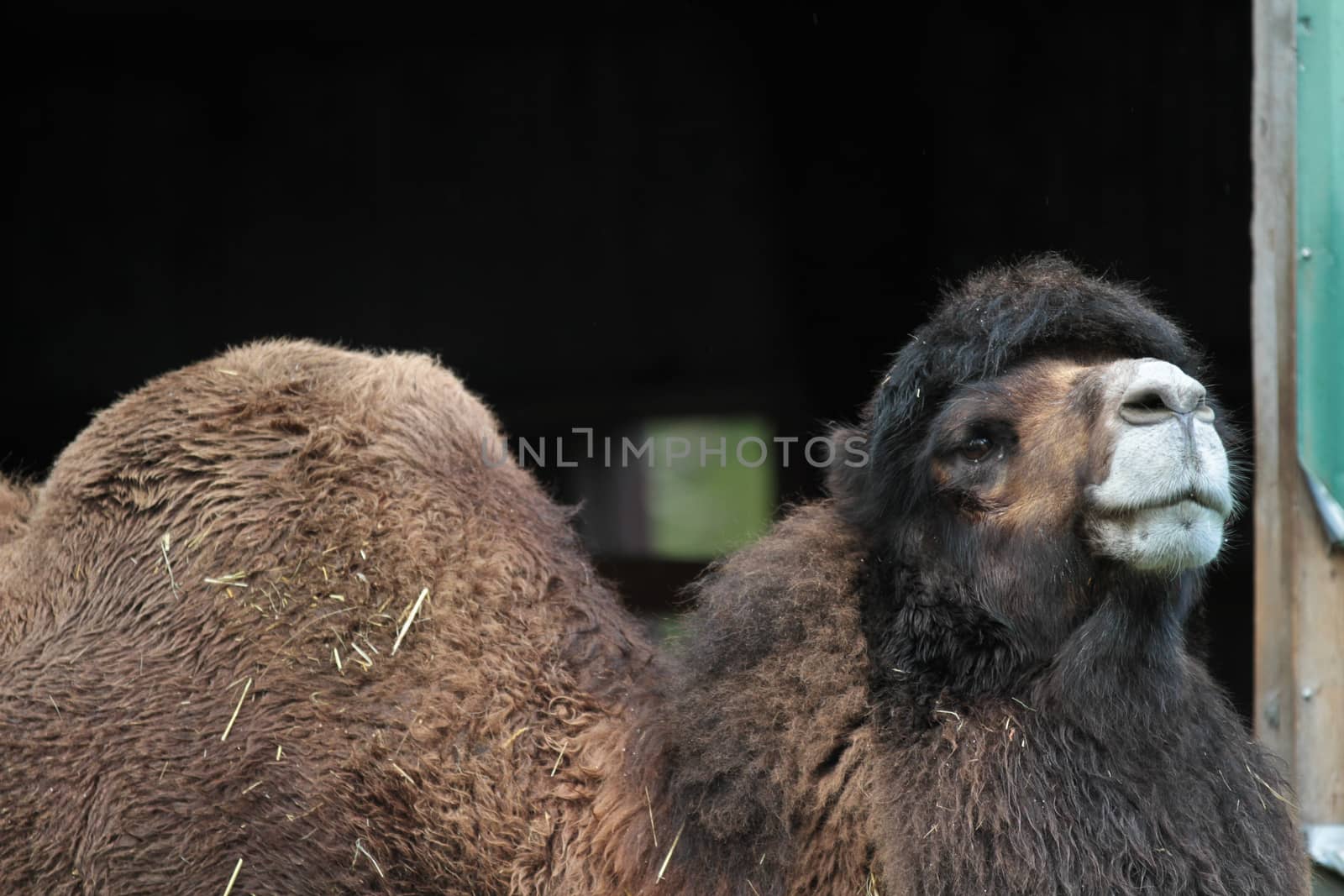 Zoo animals in a small zoological park in denmark