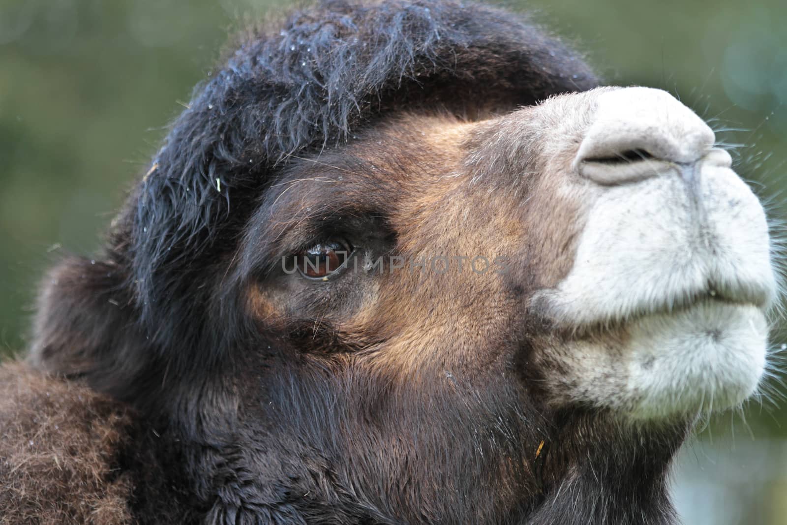 Zoo animals in a small zoological park in denmark