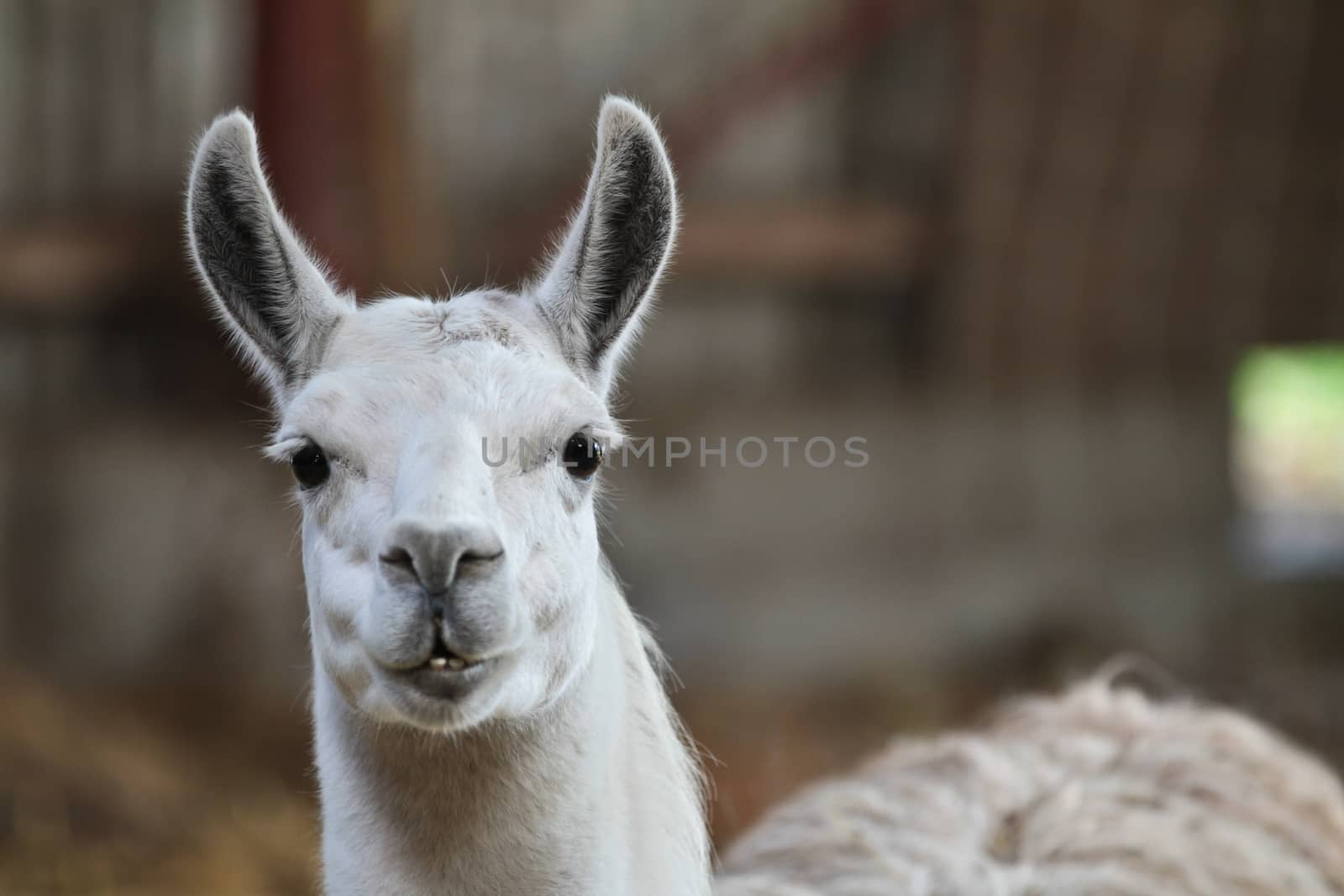 Zoo animals in copenhagen Denmark. lama chewing food giving a funny face