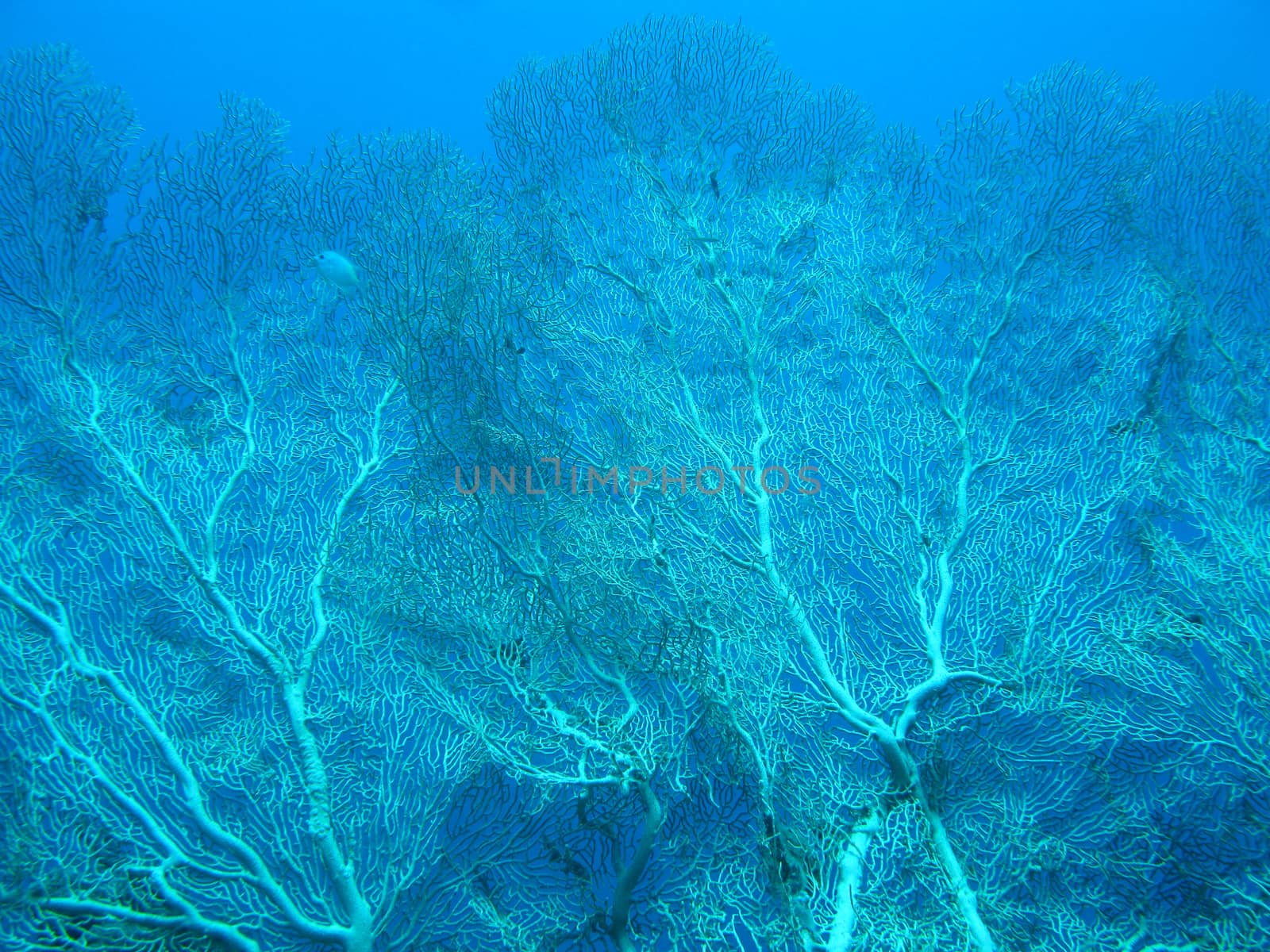 Coral reef with gorgonian in tropical sea on blue water background by mychadre77