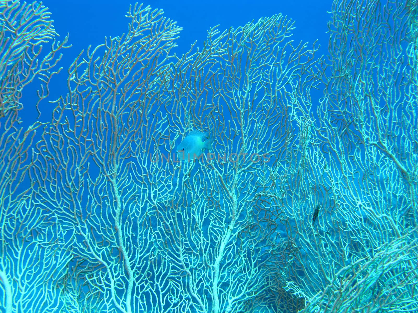 Coral reef with gorgonian on the bottom of tropical sea on blue water background 