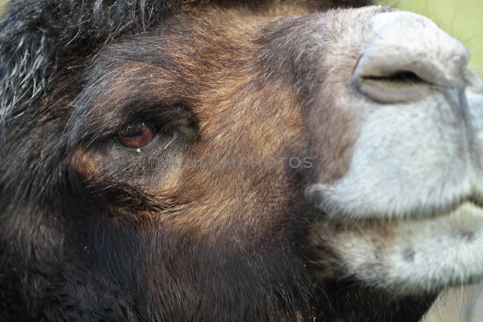 Zoo animals in a small zoological park in denmark