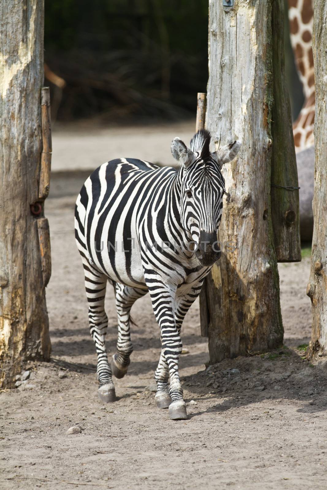 Zoo animals in copenhagen Denmark