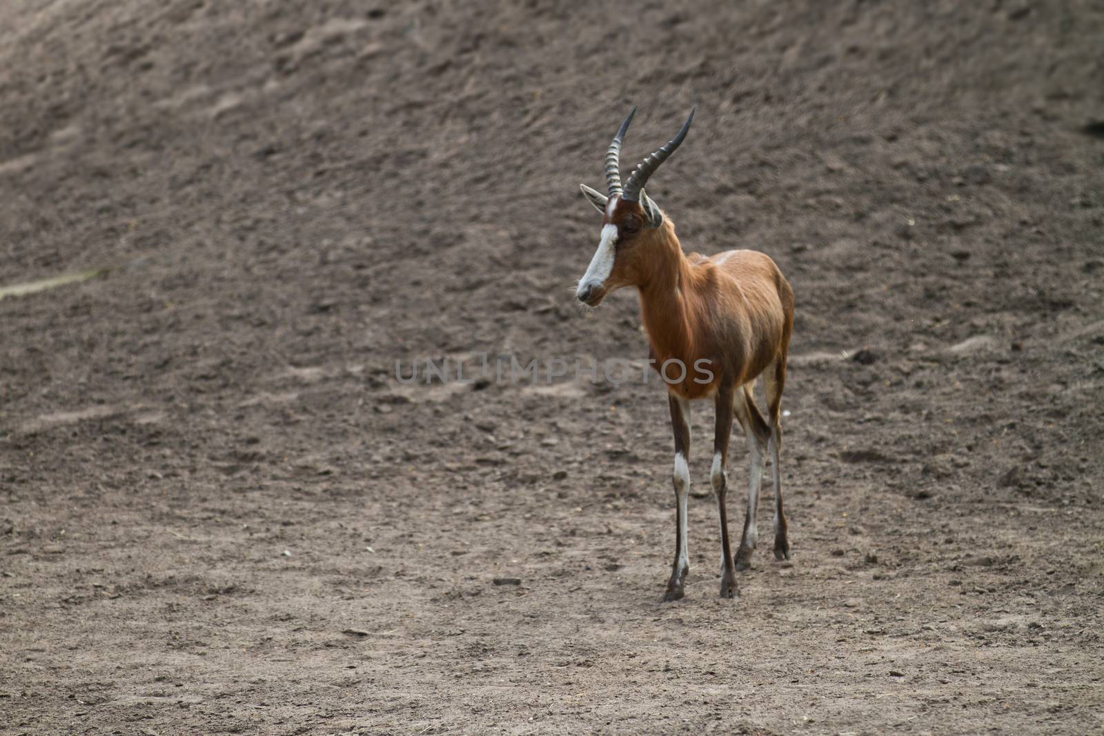 antelope by jeancliclac