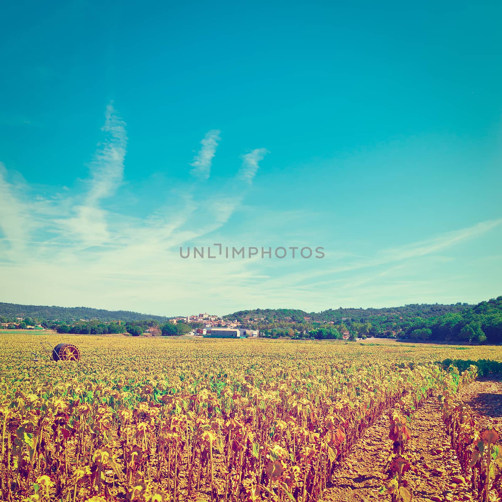 Medieval French Town Surrounded of the Sunflower Fields, Instagram Effect