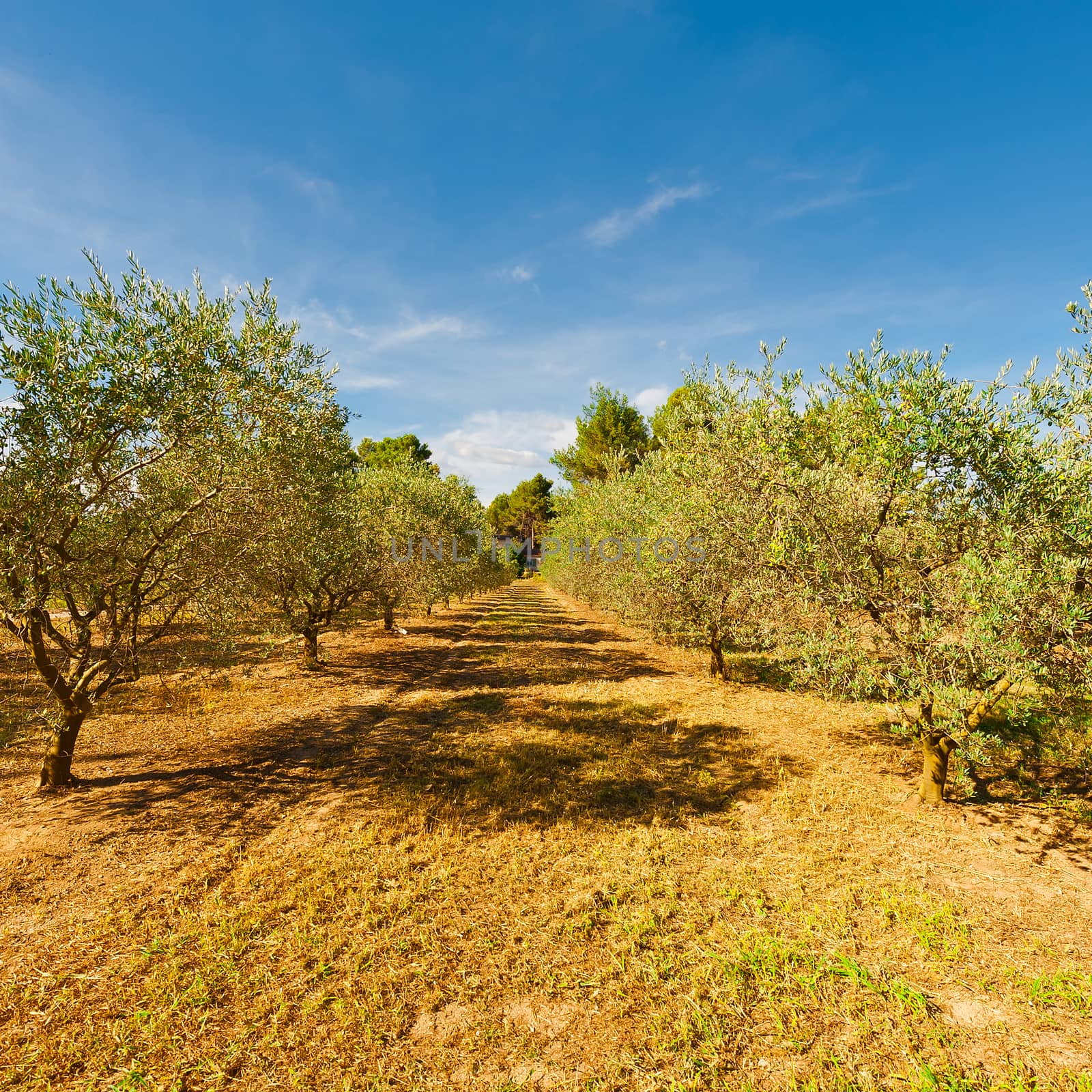 Olive Groves by gkuna