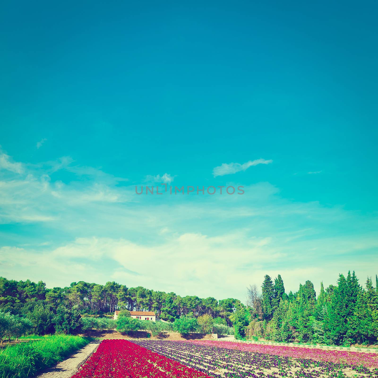 Flower Beds by gkuna