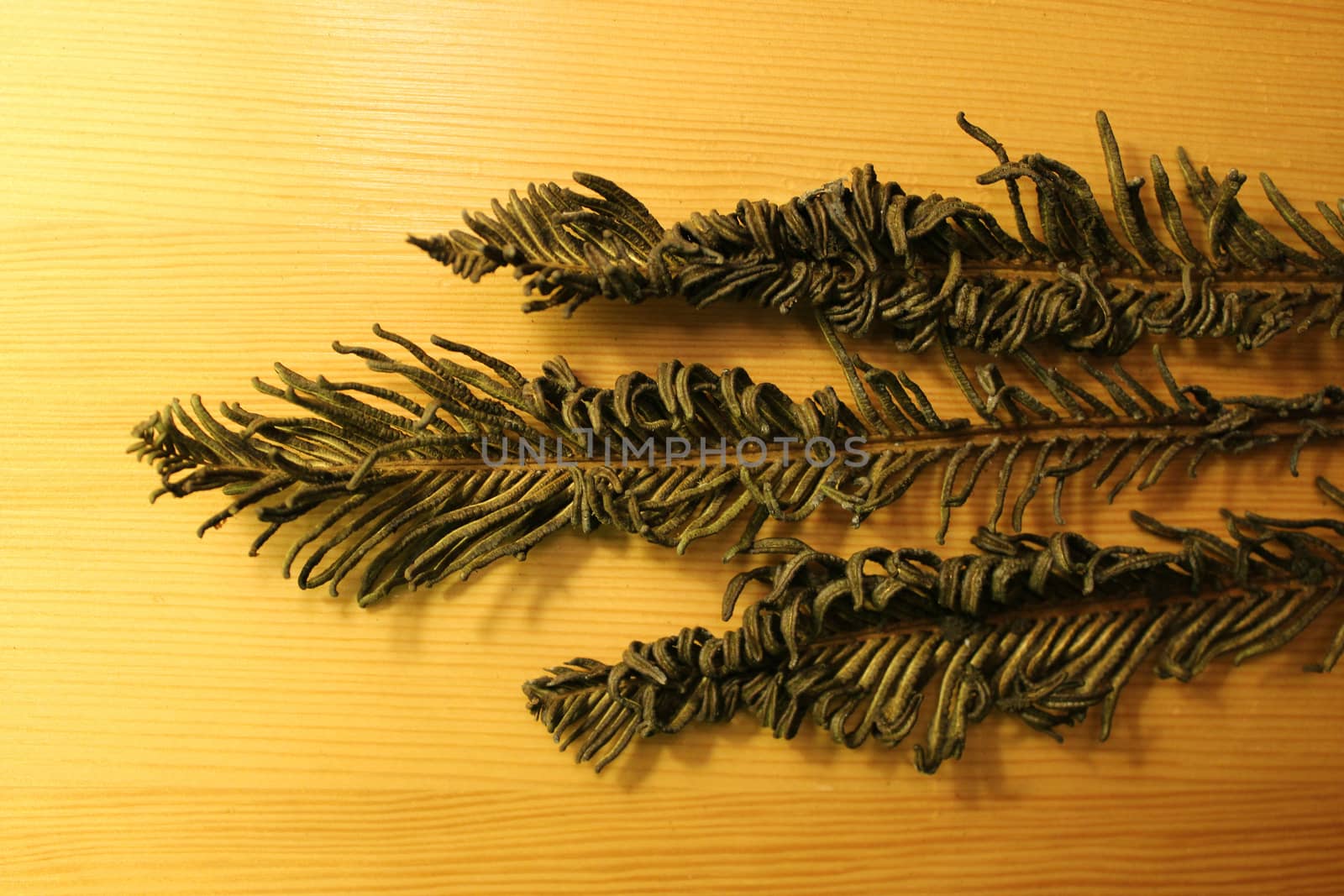 Three dried branches (Polypodiophyta) of fern on wooden background.