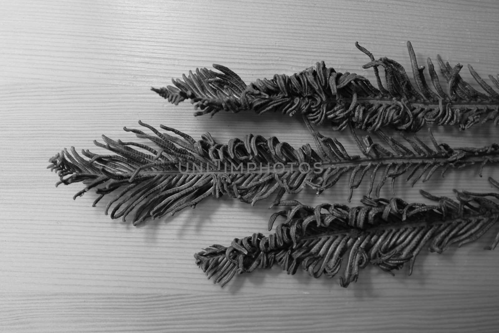 Three monochrome dried branches (Polypodiophyta) of fern on wooden background.