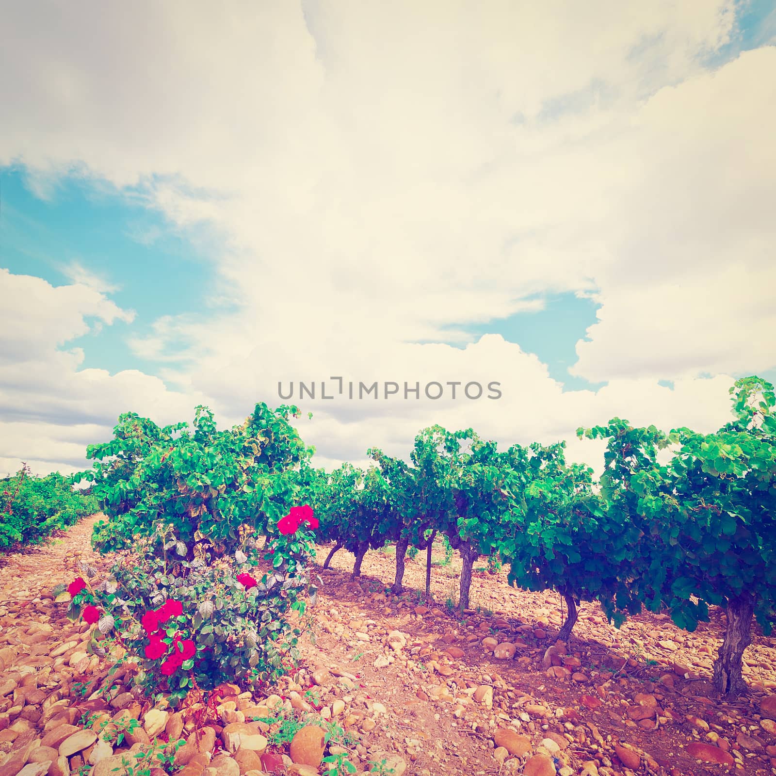 Hill in Spain with Ripe Vineyard and Rosebush, Vintage Style Toned Picture